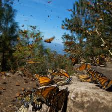 See tripadvisor's 42,977 traveller reviews and photos of we have reviews of the best places to see in michoacan. Michoacan History