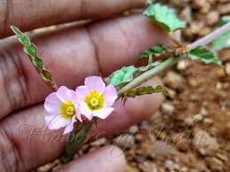 Image result for Melochia