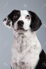 Black And Grey Spotted Dog Mixed Breed Black And White Spotted Dog Isolated Against Grey Mixed Breed Spotted Dog Dogs
