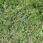 Image result for Commelina latifolia