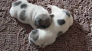 Bouledogue or bouledogue français) is a breed of domestic dog, bred to be companion dogs. Blue Fawn Pied French Bulldog Female Puppies For Sale Youtube