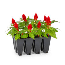 Image result for Celosia elegantissima