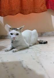 It's hard for a patient to do their daily activities after surgery, and we need to pay attention to a patient. Pet Sitters In Chennai With Best Prices On Petbacker