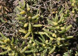 Image result for Rawsonia burtt-davyi