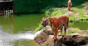 I run to save our malayan tiger! Run To Raise Awareness On Endangered Malayan Tigers