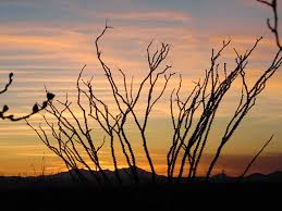 Cactus country accommodates nearly all forms of recreational lodging. Cactus Country Rv Resort Go Camping In Arizona