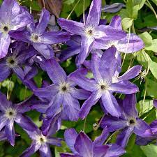 Venosa violacea (en) plant height: Venosa Violacea Clematis Viticella American Meadows