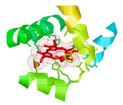 Image result for Heme