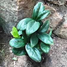 Image result for Grewia microcarpa