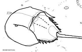 A horseshoe crab's color story. Coloring Pages Horseshoe Crab Google Search Horseshoe Crab Coloring Pages Ink