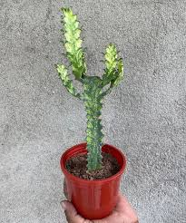 Image result for Euphorbia baylissii