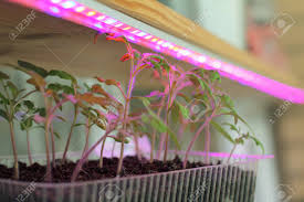 Plan on germinating tomato seeds at 70° to 80° f (21° to 26° c). Light Agro Led Tape Helps Grow Tomato Seedlings At Home Active Stock Photo Picture And Royalty Free Image Image 99662589
