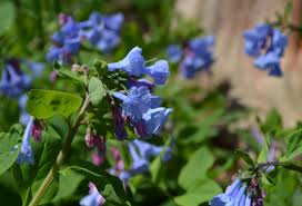 Our delivery range includes many areas of northern virginia. Virginia Bluebells Spring S Gift Lewis Ginter Botanical Garden