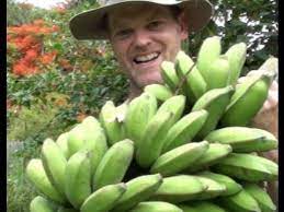 Be careful not to cut any of the roots of the banana pup. How To Grow Harvest Bananas Youtube