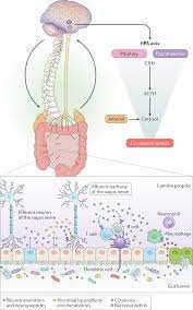 The Gut Microbiota Brain Axis In Behaviour And Brain Disorders Nature Reviews Microbiology