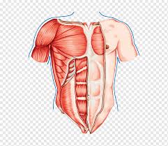 Chest anatomy images, stock photos & vectors | shutterstock. Pectoralis Major Human Body Thorax Muscle Human Anatomy Others Heart Human Anatomy Png Pngwing