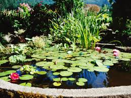 Транскрипция и произношение слова pond в британском и американском вариантах. Discover The Joys Of Pond Gardening Hgtv