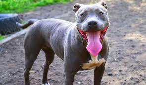 We are offering the best quality pitbulls puppies. Silver Blue Nose Pitbull Online Shopping