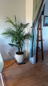 Also called majestic palms or ravanea palms, these gorgeous plants grow near tropical rivers in madagascar. Finally Got A Majesty Palm Suggestions For Care Are Welcome Houseplants