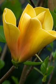 Image result for magnolie sunsation