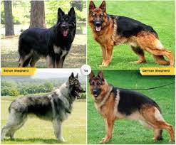 11 Dog Breeds Like The German Shepherd Shiloh Shepherd Dog Shiloh Shepherd Dog Breeds