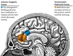 The acc has several functions, which we sagittal mri slice with highlighting indicating location of the cingulate cortex. Anterior Cingulate Cortex The Alcoholics Guide To Alcoholism