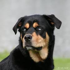 Rottweiler Black And Brown Puppy Rottweiler Husky Mix Rottweiler Mix Rottweiler Husky Mix Husky Mix