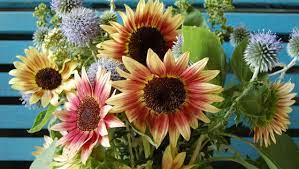 Check spelling or type a new query. Volunteer Gardener August In The Garden Seed Starting Tips Npt Media Update