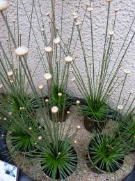 Image result for Syngonanthus