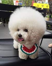 This Bichon Has Way More Fabulous Hair Than We Could Ever Dream Of Bichon Cute Dogs Bichon Frise