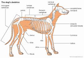 8 neck touching or massaging is a powerful and universal stress reliever and pacifier. Dog Teeth Britannica