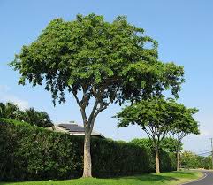 Image result for Pterocarpus
