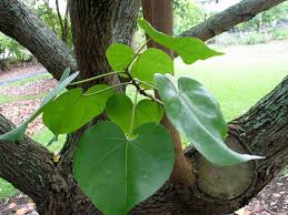 Image result for Thespesia populnea