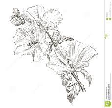 See more ideas about hawaiian flower drawing, diy pillows, flower drawing. Hawaiian Flower Sketches Hand Drawing Hibiscus Flower Royalty Free Stock Photo Image Hibiscus Flower Drawing Flower Sketches Hibiscus Drawing
