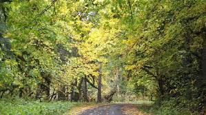 Along The Road To The Table Rock Wilderness Area Near Molalla Oregon Trip Country Roads Road