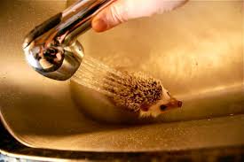 This is your one stop shop for all your desired pets and animals. 7 Legal Exotic Pets That Have Easy Care Pethelpful