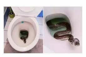 While going to use the amenities at a company in italy, he found a huge snake curled up in the toilet bowl. Thread By Abba Zack Do You Have A Water System Toilet Please Do This To Prevent