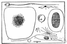 The two species of salmonella are salmonella enterica and salmonella bongori. Salmonella Typhosa Definition Of Salmonella Typhosa By The Free Dictionary