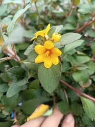 Image result for Lysimachia angustiloba