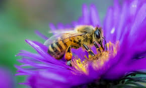 It would seem that the feeding. Bees Can Remember Human Faces And 7 Other Surprising Facts About These Important Insects