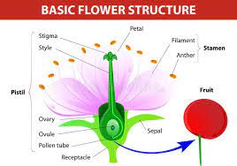 Detail Of Cherry Flower Anatomy Of Cherry Flower Flower And Fruit Vector Diag Ad Flower Anatomy Parts Of A Flower Cherry Flower Diagram Of A Flower