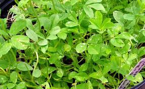 Image result for Trigonella