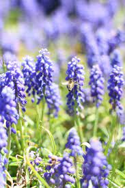 Your flowering bush stock images are ready. Va Tech Weekend Let It Be Beautiful True Lavender Purple Flowers Botanical