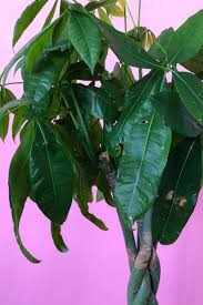 Why the lowest rates you see aren't what you'll get. Money Trees Leaf And Trunk Health Plant Care Tips And More La Residence