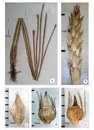 Image result for Eleocharis variegata