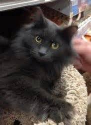 Russian Blue Cat Long Hair Russian Blue Cat Russian Blue Cats