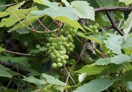 Image result for Vitis sp.
