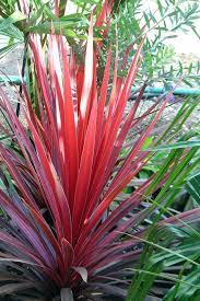 14 Tips And Tricks From A Master Gardener You Don T Need Flowers To Add Colour Texture To Your Garden Gorgeous Red Plants Tropical Landscaping Flower Pots