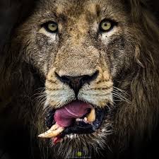 Only In Art Will The Lion Lie Down With The Lamb And The Rose Grow Without The Thorn Lions Are Hard Animals That Fight Thei Ojos De Animales Animales Leones