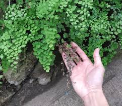 Maidenhair fern history is quite interesting. Maidenhair Fern Care Not That Delicate House Plant Journal